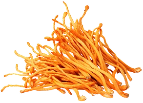 Cordyceps