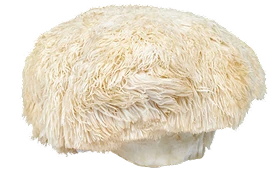 Lion's Mane
