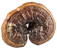 Reishi