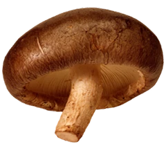 Shiitake